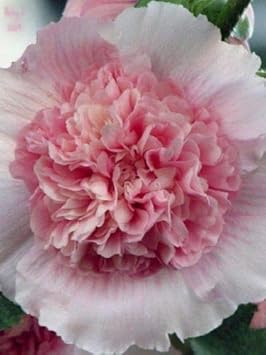 Pink White Hollyhock Flower seeds for Planting - Garden Favorite, Heirloom & GMO Free Seeds for Home Garden
 
 Sale for planting in home garden