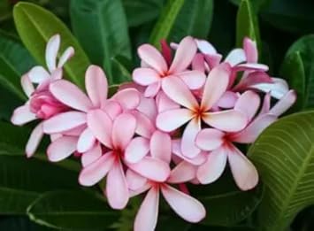 Light Pink Frangipani Flower seeds for Planting - Cut Flower Favorite, Heirloom & GMO Free Seeds for Home Garden
 
 Sale seeds for planting in home garden