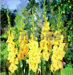 Yellow Gladiolus Hybridus Flower seeds for Planting - Shade Tolerant, Heirloom & GMO Free Seeds for Home Garden
 
 Sale for planting in home garden