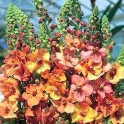 Mixed Phoeniceum Flower seeds for Planting - Garden Favorite, Heirloom & GMO Free Seeds for Home Garden
 
 Sale for planting in home garden