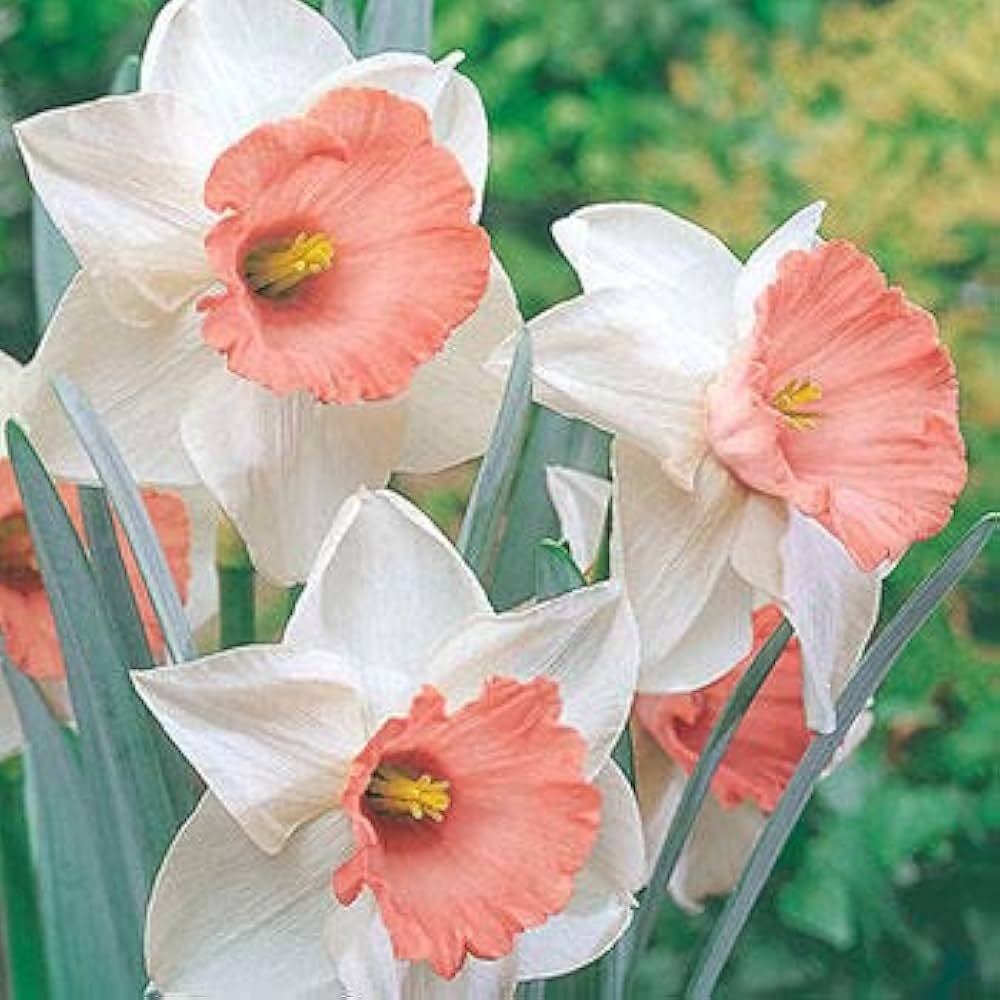 Nema Doppelte Blütenblätter Narzissen Blumensamen zum Pflanzen – Dürretolerante, Erbstücksamen & GVO-freie Samen für den Hausgarten