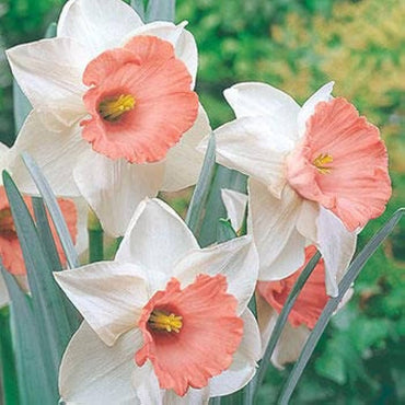Nema Doppelte Blütenblätter Narzissen Blumensamen zum Pflanzen – Dürretolerante, Erbstücksamen & GVO-freie Samen für den Hausgarten