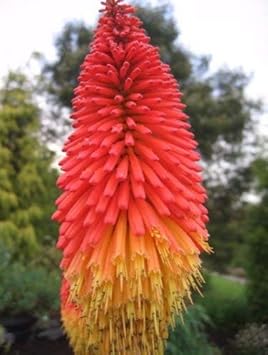 Red Yellow Kniphofia Flower seeds for Planting - Long Bloom Season, Heirloom & GMO Free Seeds for Home Garden
 
 Sale for planting in home garden.