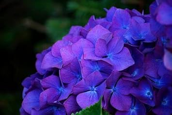 Dark Blue Hydrangea Flower seeds for Planting - Low Maintenance, Heirloom & GMO Free Seeds for Home Garden
 
 Sale for planting in home garden.
