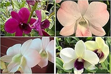 Multi-Colored Dendrobium Flower seeds for Planting - Low Maintenance, Heirloom & GMO Free Seeds for Home Garden
 
 Sale for planting in home garden.