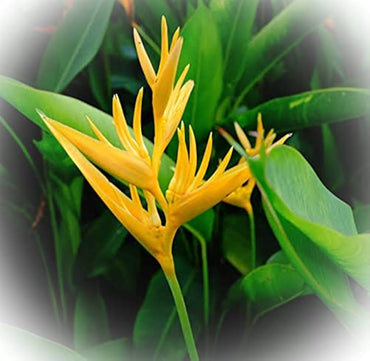 Yellow Bird of Paradise Flower Seeds