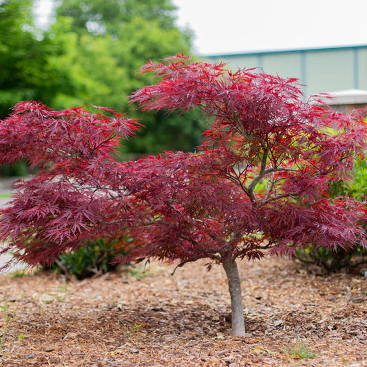 Red Dragon Japanese Maple Herb Seeds