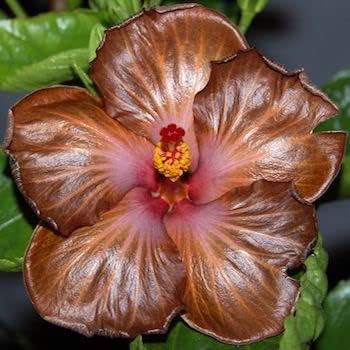 Brown Hibiscus Flower seeds for Planting - Bright Blooms, Heirloom & GMO Free Seeds for Home Garden
 
 Sale for planting in home garden