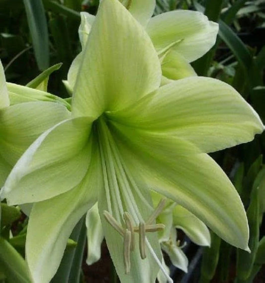 Light Green Hippeastrum Rutilum Flower seeds for Planting - Low Maintenance, Heirloom & GMO Free Seeds for Home Garden
