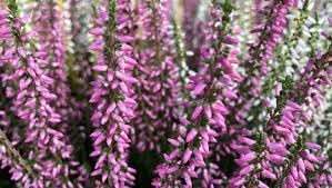 Heather Flower seeds for Planting - Cottage Garden Essential, Heirloom & GMO Free Seeds for Home Garden
 
 Sale for planting in home garden