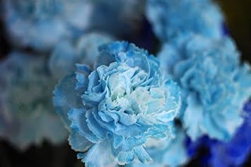 Sky Blue Carnation Flower seeds for Planting - Vibrant Colors, Heirloom & GMO Free Seeds for Home Garden
 
 Sale for planting in home garden.