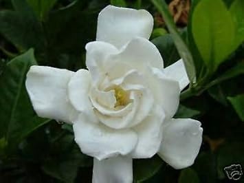 White Jasmine Flower seeds for Planting - Drought Tolerant, Heirloom & GMO Free Seeds for Home Garden
 
 Sale for planting in home garden.