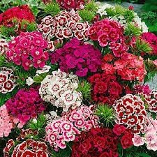 Heirloom Dianthus Barbatus Flower seeds for Planting Vibrant Colors Heirloom & GMO Free Seeds for Home Garden 
 
 Sale for planting in home garden
