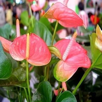 Pink Anthurium Seeds Flower seeds for Planting - Drought Tolerant, Heirloom & GMO Free Seeds for Home Garden
 
 Sale for planting in home garden.