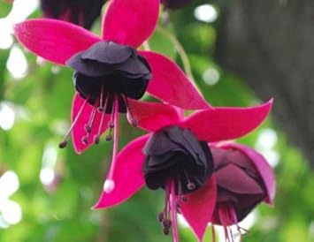 Black Pink Fuchsia Flower seeds for Planting - Garden Favorite, Heirloom & GMO Free Seeds for Home Garden
 
 Sale seeds for planting in home garden