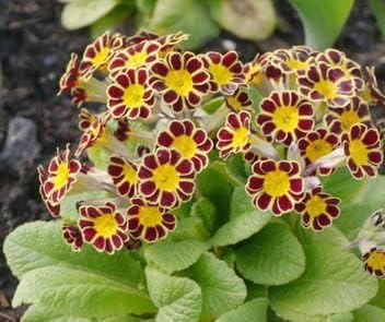 Maroon Yellow Primrose Flower seeds for Planting - Cottage Garden Essential, Heirloom & GMO Free Seeds for Home Garden
 
 Sale for planting in home garden