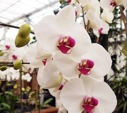 Phalaenopsis White Pink Flower seeds for Planting - Wildflower Mix, Heirloom & GMO Free Seeds for Home Garden  Sale