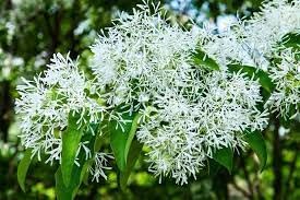 Fringe Flower seeds for Planting Long Bloom Season Heirloom & GMO Free Seeds for Home Garden 
 
 Sale for planting in home garden