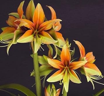 Orange-Green Hippeastrum Flower seeds for Planting - Cottage Garden Essential, Heirloom & GMO Free Seeds for Home Garden
 
 Sale for planting in home garden.