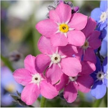 Myosotis Flower seeds for Planting - Long Bloom Season, Heirloom & GMO Free Seeds for Home Garden
 
 Sale for planting in home garden