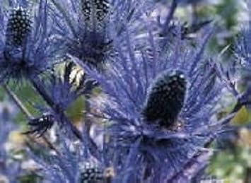 Blue Eryngium Flower seeds for Planting - Easy to Grow, Heirloom & GMO Free Seeds for Home Garden
 
 Sale for planting in home garden
