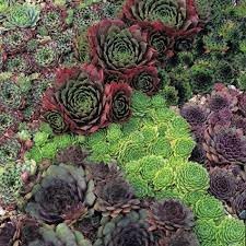 Sempervivum Flower seeds for Planting - Vibrant Colors, Heirloom & GMO Free Seeds for Home Garden
 
 Sale for planting in home garden