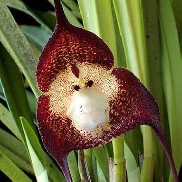 Monkey Orchid Flower seeds for Planting Low Maintenance Heirloom & GMO Free Seeds for Home Garden 
 
 Sale for planting in home garden