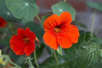 Tropaeolum Majus Nasturtium Flower seeds for Planting Bright Blooms Heirloom & GMO Free Seeds for Home Garden 
 
 Sale for planting in home garden