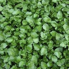 Watercress Flower seeds for Planting Perfect for Borders Heirloom & GMO Free Seeds for Home Garden 
 
 Sale for planting in home garden
