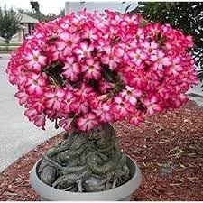 Adenium Obesum Flower seeds for Planting Compact Growth Heirloom & GMO Free Seeds for Home Garden 
 
 Sale for planting in home garden
