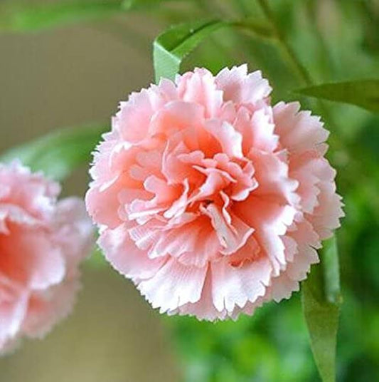Pink Carnation Flower Seeds