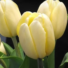Light Yellow Tulip Flower seeds for Planting - Compact Growth, Heirloom & GMO Free Seeds for Home Garden
 
 Sale for planting in home garden