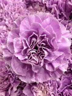 Lavender Carnation Flower seeds for Planting - Wildflower Mix, Heirloom & GMO Free Seeds for Home Garden
 
 Sale seeds for planting in home garden