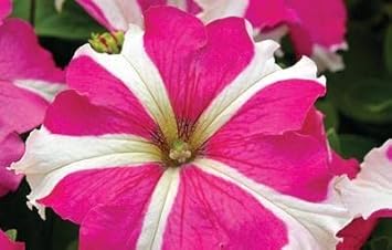 Petunia Pink & White Flower seeds for Planting - Compact Growth, Heirloom & GMO Free Seeds for Home Garden
 
 Sale for planting in home garden