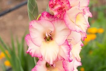 White Pink Perennial Gladiolus Flower seeds for Planting - Low Maintenance, Heirloom & GMO Free Seeds for Home Garden
 
 Sale for planting in home garden.