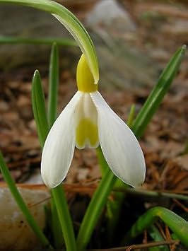 Snowdrop Flower Flower seeds for Planting - Colorful Display, Heirloom & GMO Free Seeds for Home Garden
 
 Sale for planting in home garden