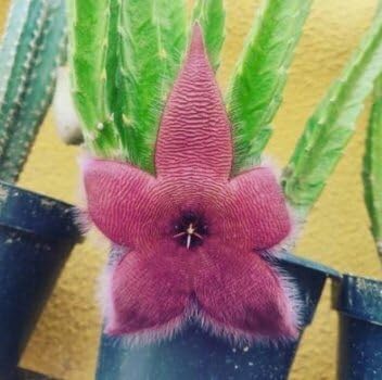 Stapelia Flower seeds for Planting Low Maintenance Heirloom & GMO Free Seeds for Home Garden 
 
 Sale for planting in home garden