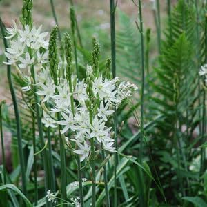 Heirloom Camassia Leichtlinii Flower seeds for Planting Colorful Display Heirloom & GMO Free Seeds for Home Garden 
 
 Sale for planting in home garden