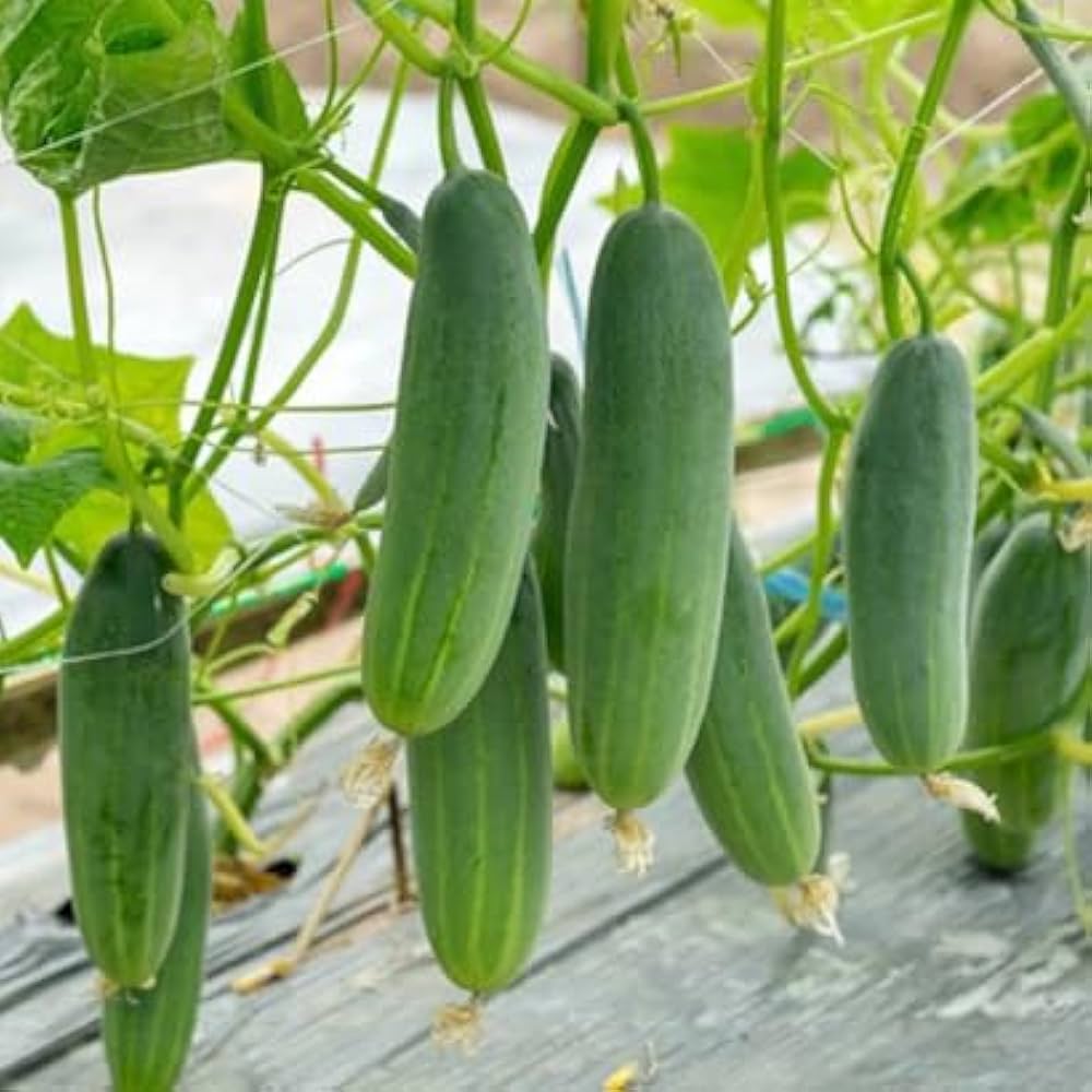 Cucumber Vegetable Seeds