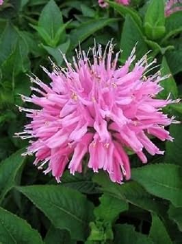 Pink Monarda Flower seeds for Planting - Easy to Grow, Heirloom & GMO Free Seeds for Home Garden
 
 Sale for planting in home garden.