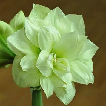 Light Grey Hippeastrum Flower seeds for Planting - Shade Tolerant, Heirloom & GMO Free Seeds for Home Garden
 
 Sale for planting in home garden