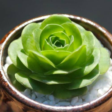 Greenovia Rose Succulent Flowers Seeds