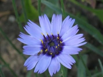 Blue Catananche Flower seeds for Planting - Garden Favorite, Heirloom & GMO Free Seeds for Home Garden
 
 Sale for planting in home garden