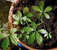 Gynostemma Pentaphyllum Flower seeds for Planting - Seasonal Bloomer, Heirloom & GMO Free Seeds for Home Garden
 
 Sale for planting in home garden