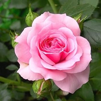 Baby Pink Dragon Rose Flower seeds for Planting - Cottage Garden Essential, Heirloom & GMO Free Seeds for Home Garden
 
 Sale for planting in home garden