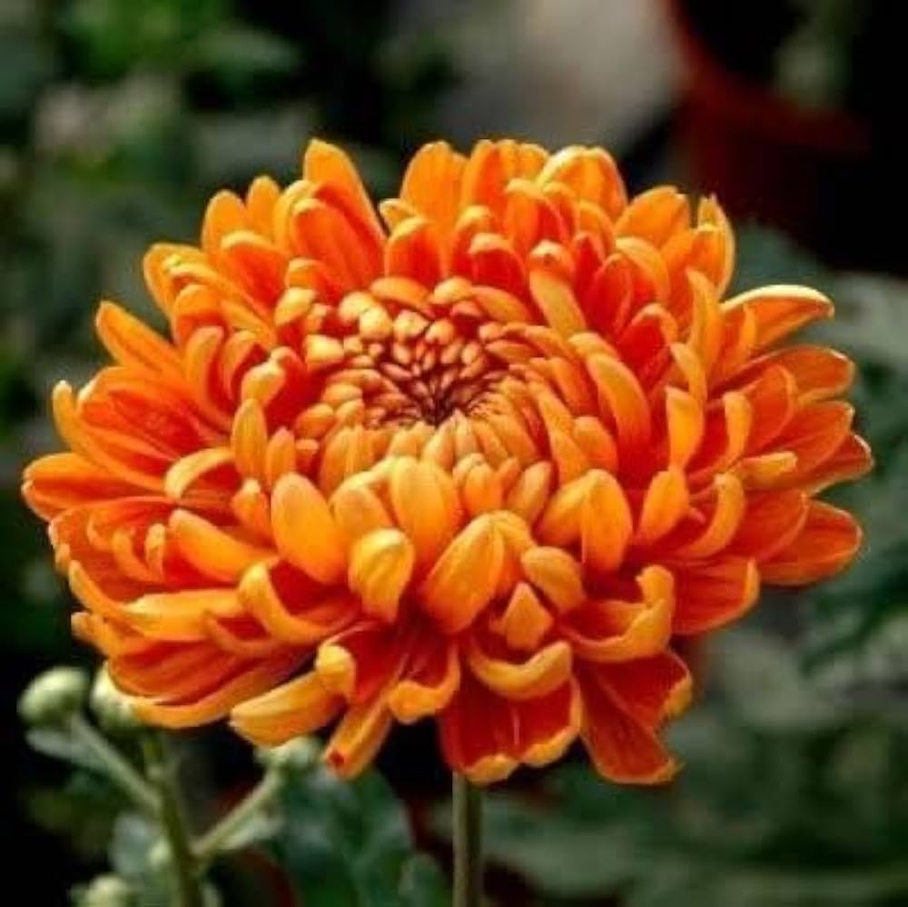 Yellow Orange Chrysanthemum Flower seeds for Planting - Colorful Display, Heirloom & GMO Free Seeds for Home Garden