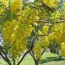 Heirloom Cassia Flower seeds for Planting Shade Tolerant Heirloom & GMO Free Seeds for Home Garden 
 
 Sale for planting in home garden