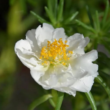 White Portulaca Flower seeds for Planting - Hardy Variety, Heirloom & GMO Free Seeds for Home Garden