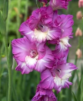 White Purple Gladiolus Flower seeds for Planting - Perfect for Borders, Heirloom & GMO Free Seeds for Home Garden
 
 Sale seeds for planting in home garden