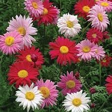 Chrysanthemum Robinson's Flower seeds for Planting Pollinator Friendly Heirloom & GMO Free Seeds for Home Garden 
 
 Sale for planting in home garden